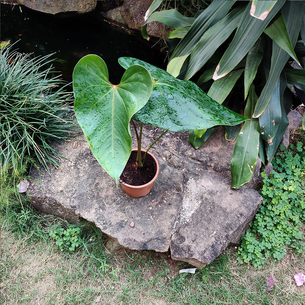  Anthurium Small Talk Plant