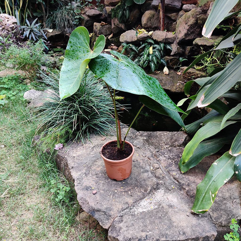  Anthurium Red Heart Plant