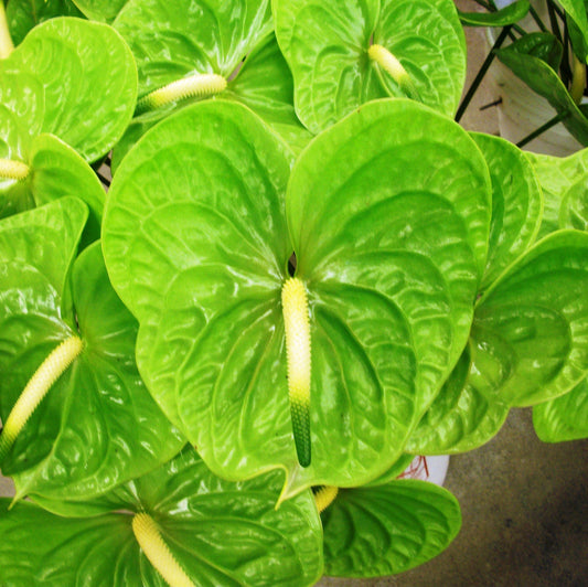  Anthurium Midori Plant