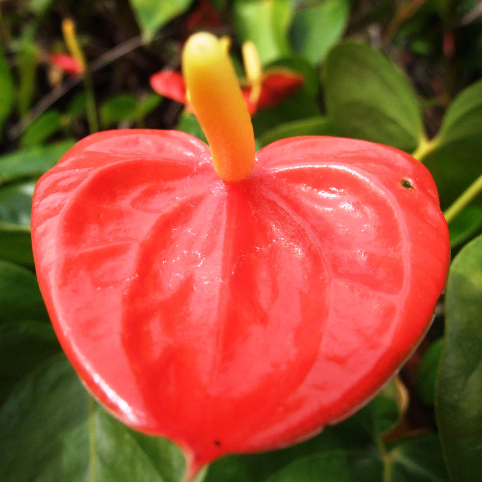  Anthurium Kerrich Plant