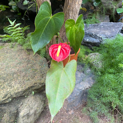  Anthurium Red Heart Plant