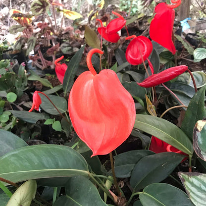  Anthurium Scherzerianum Plant