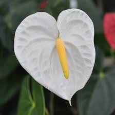 Anthurium White Heart Plant