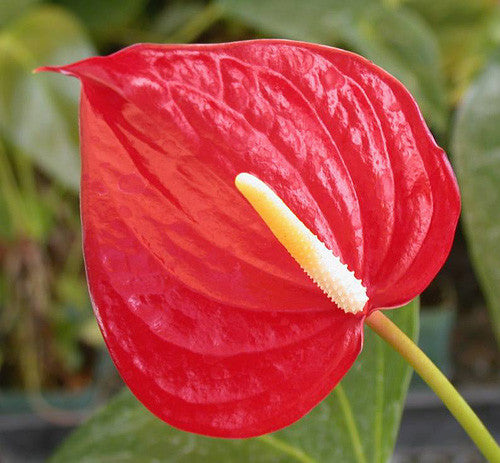  Anthurium Red Heart Plant