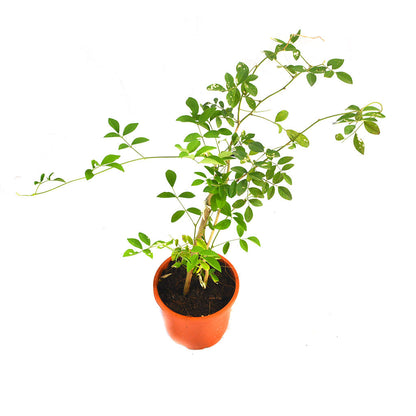  Clitoria Ternatea Aparajita Shankhpushpi Plant