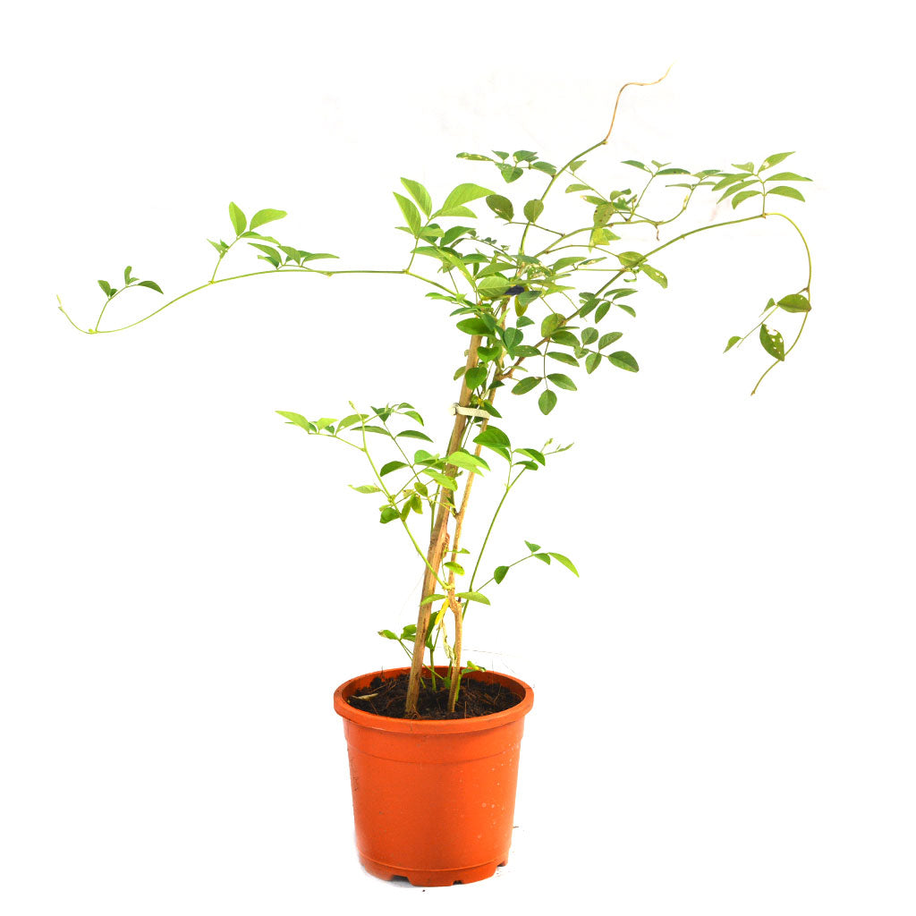  Clitoria Ternatea Aparajita Shankhpushpi Plant