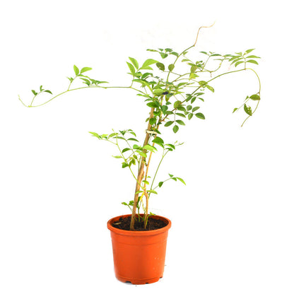  Clitoria Ternatea Aparajita Shankhpushpi Plant