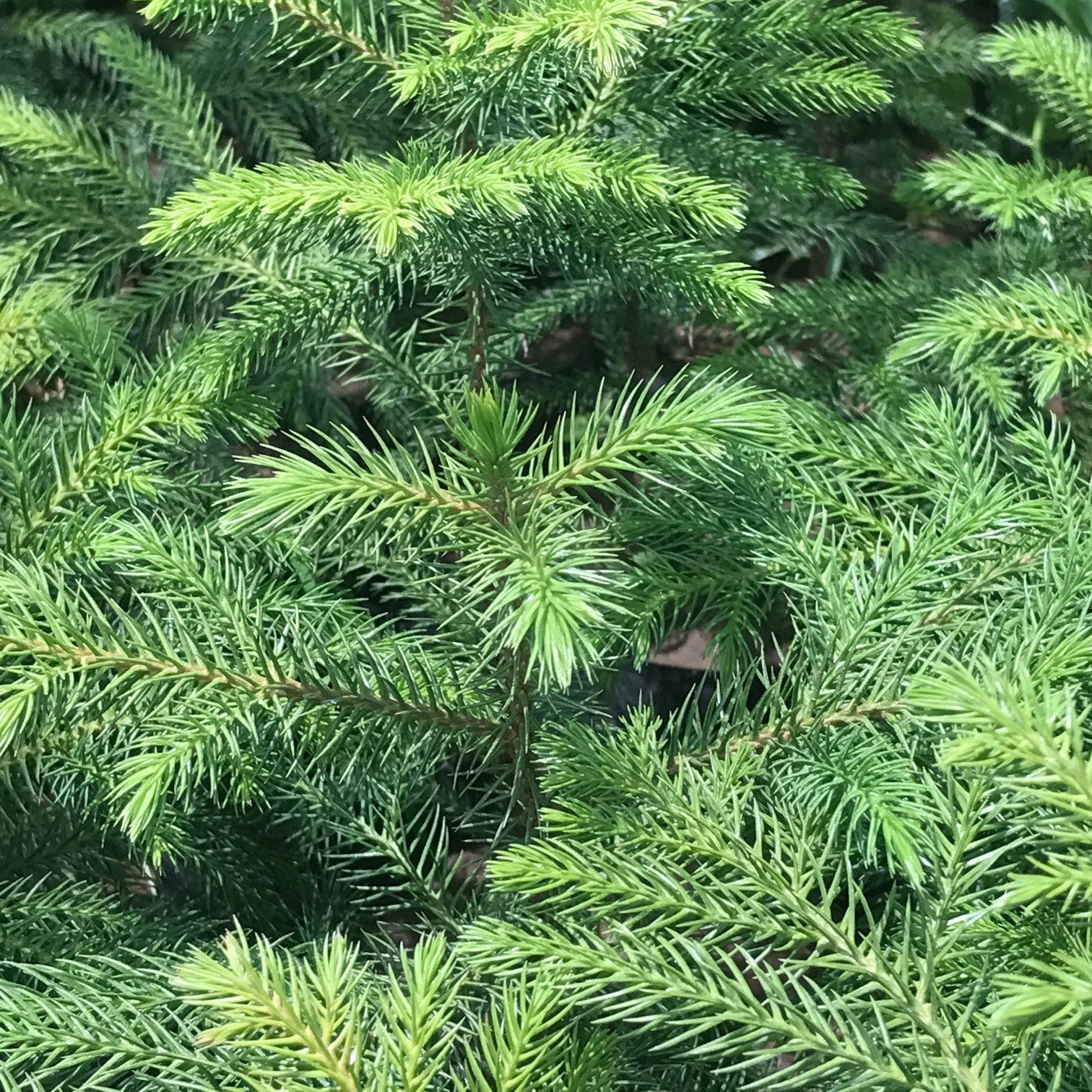  Christmas Tree Araucaria Heterophylla Plant
