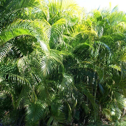  Areca Palm Plant