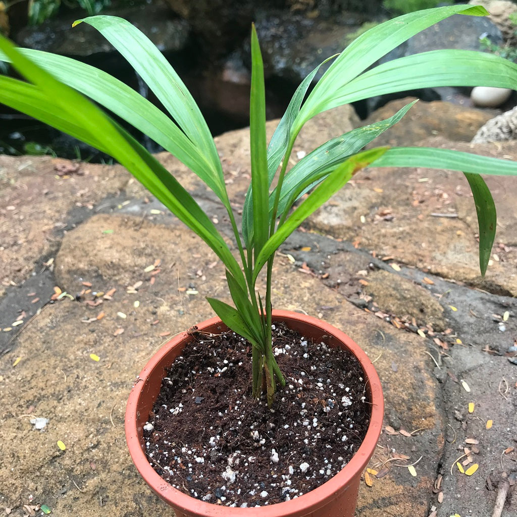  Areca Palm Plant
