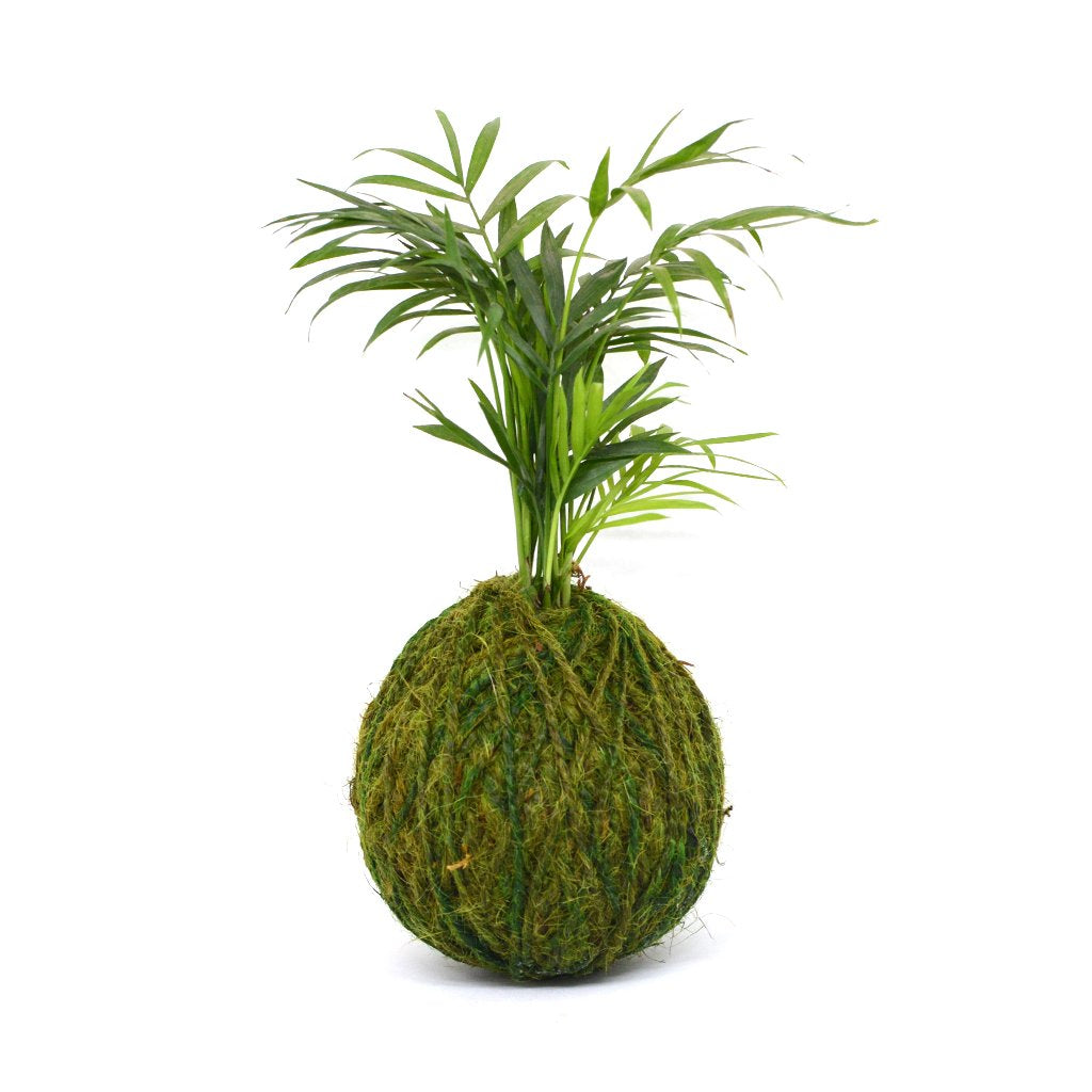  Kokedama Moss Ball Chamaedorea Elegans Plant