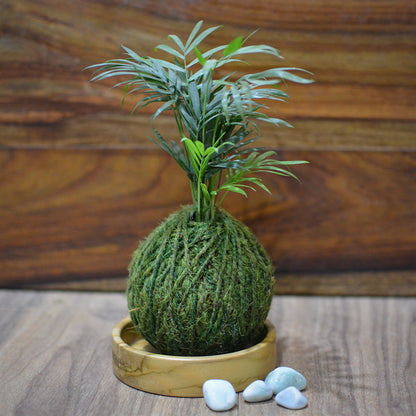  Kokedama Moss Ball Chamaedorea Elegans Plant