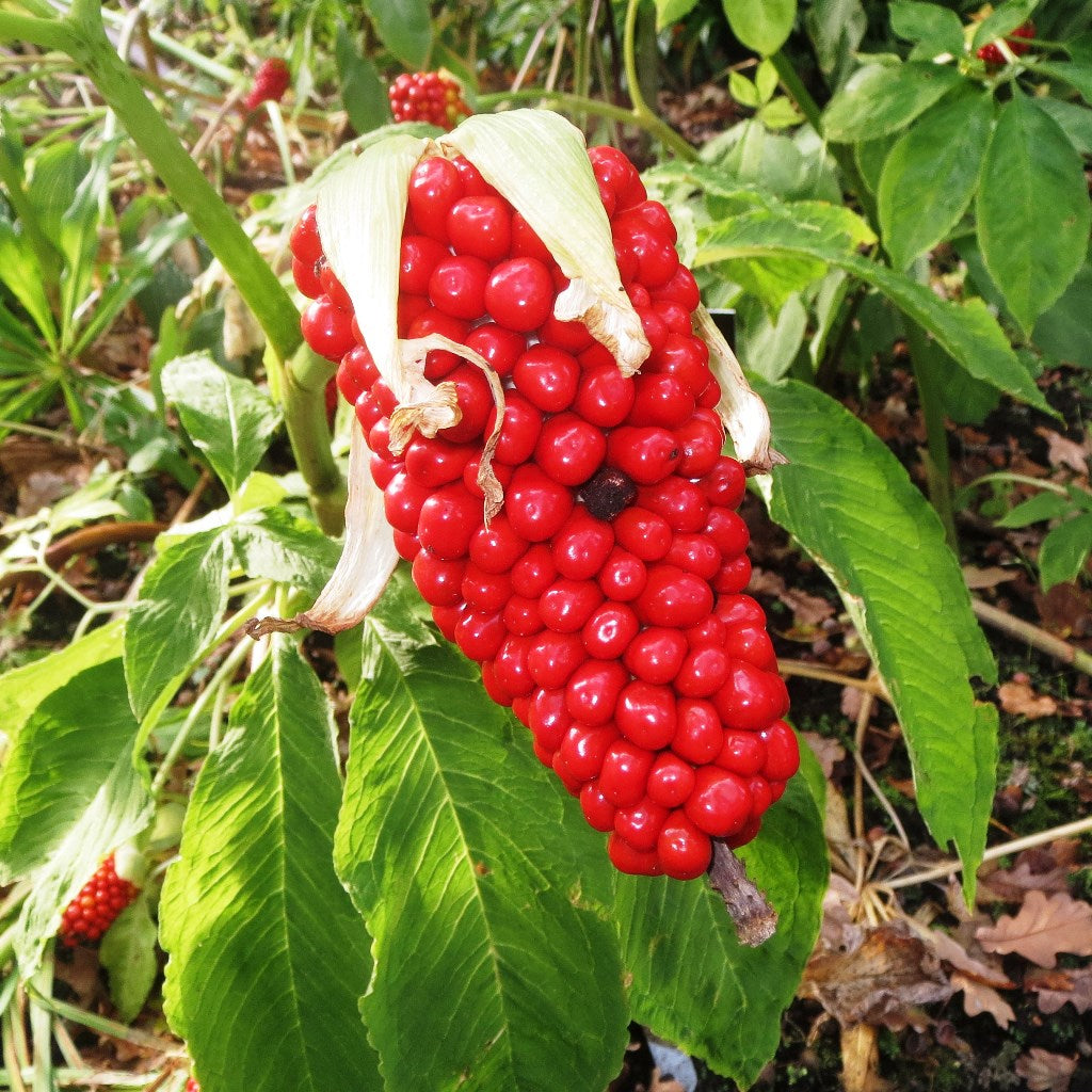  Arisaema Tortuosum (Bulbs)