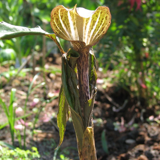  Arisaema Nepenthoides (Bulbs)