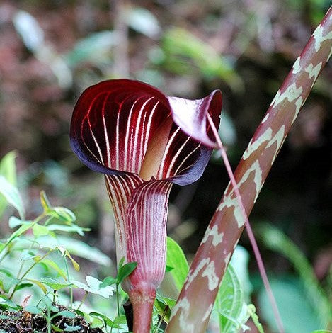  Arisaema Speciosum-Cobra Lily (Bulbs)