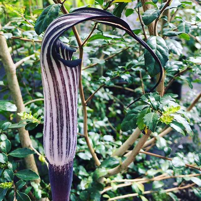  Arisaema Concinnum (Bulbs)