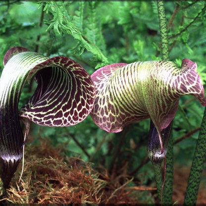  Arisaema Griffithii (Bulbs)