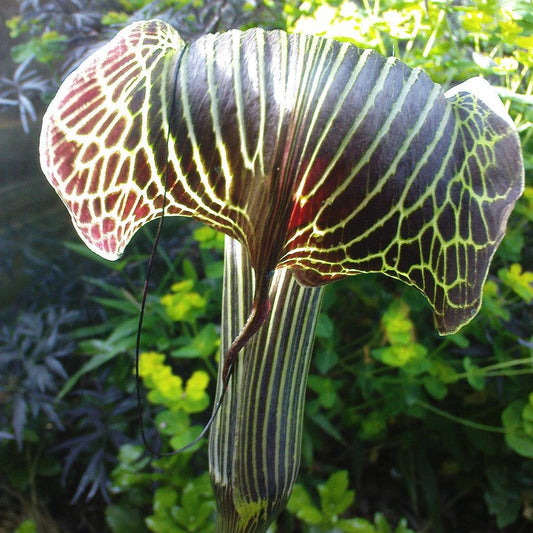  Arisaema Griffithii (Bulbs)