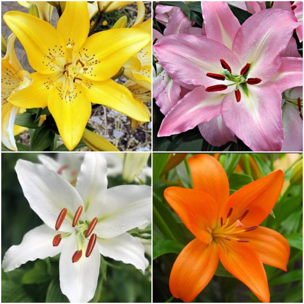  Lilium Asiatic (Mix Bulbs)
