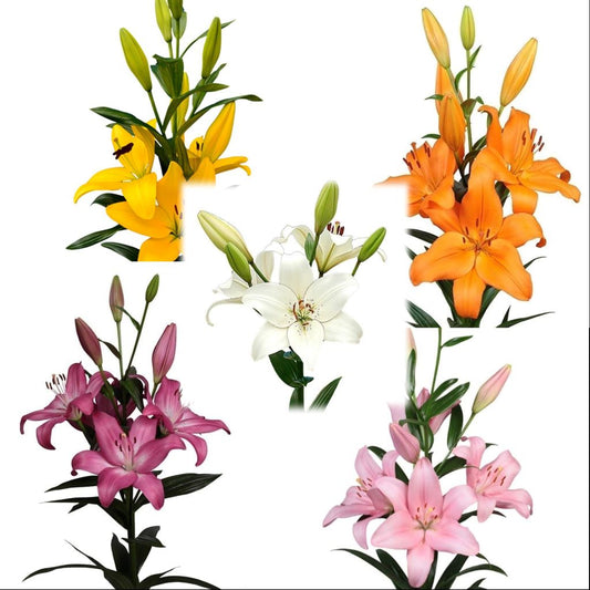  Lilium Asiatic (Mix Bulbs)