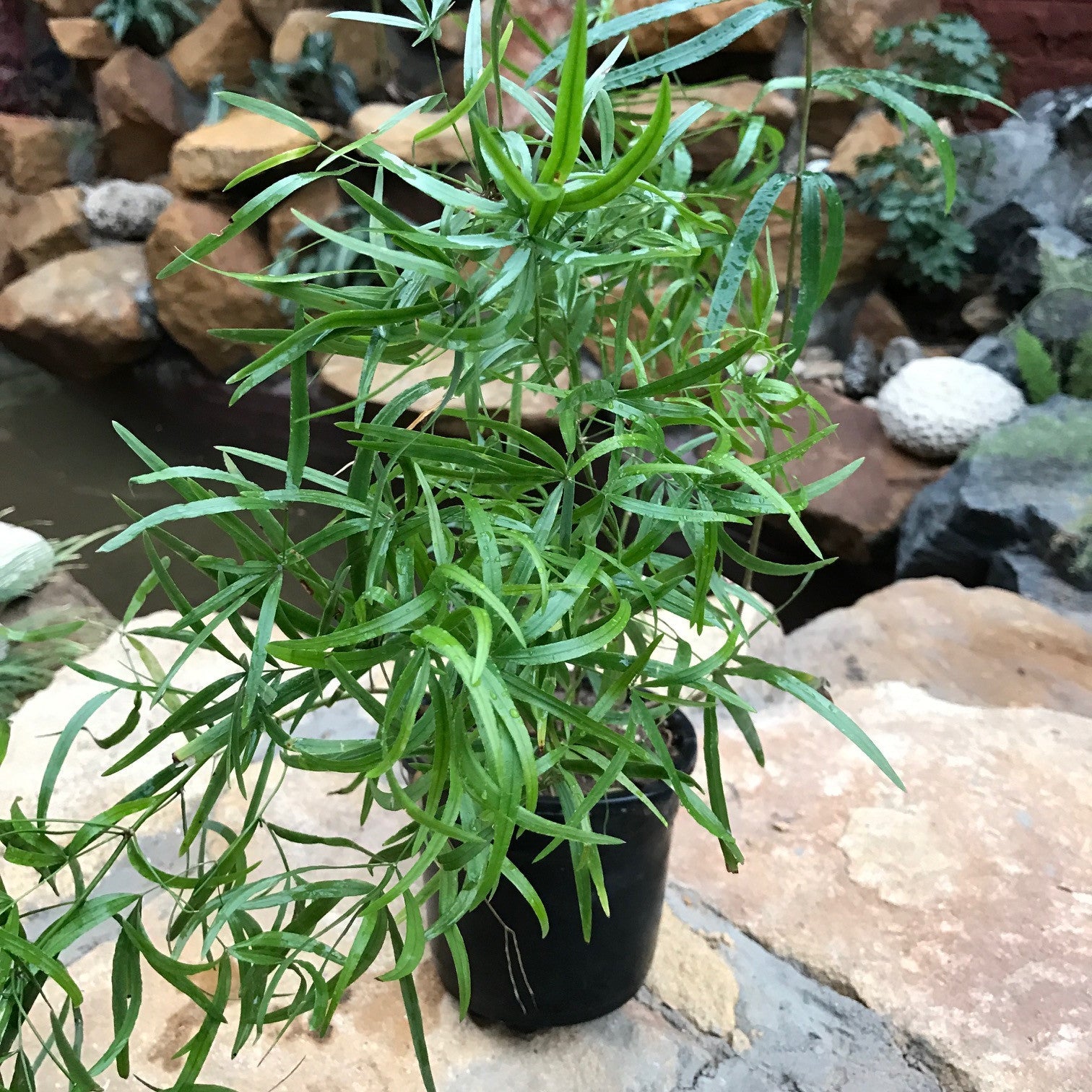  Asparagus Falcatus Fern Plant