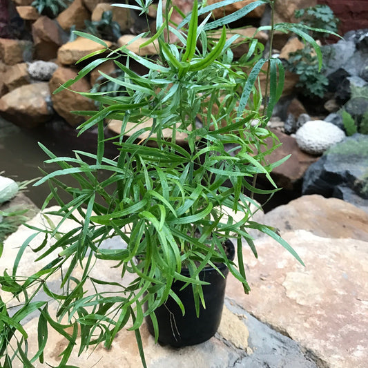 Asparagus Falcatus Fern Plant