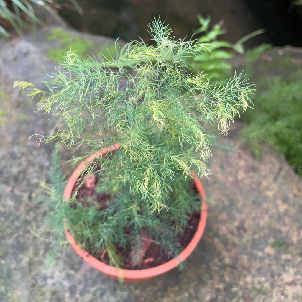 Asparagus Crispus Decumbens Fern Plant