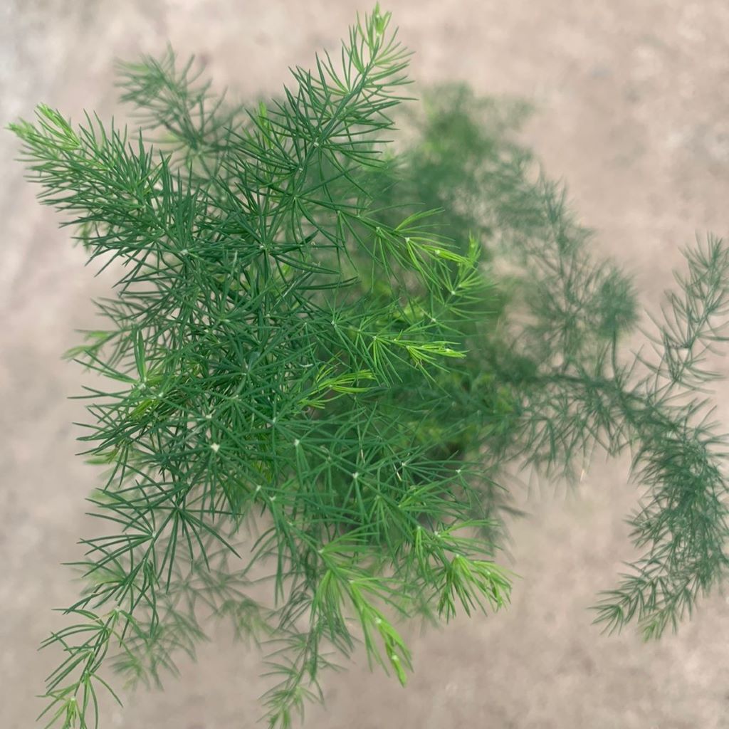  Asparagus Crispus Decumbens Fern Plant