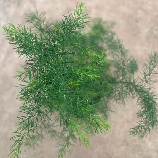  Asparagus Crispus Decumbens Fern Plant