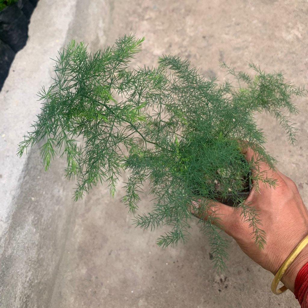  Asparagus Crispus Decumbens Fern Plant