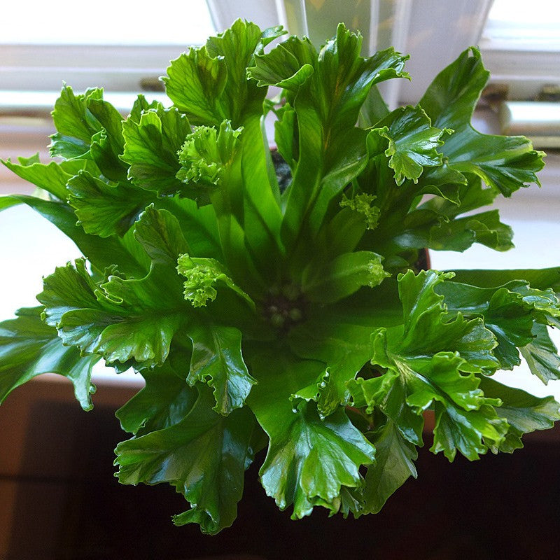  Asplenium Antiquum Leslie Fern Plant