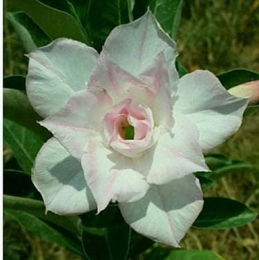  Aspro Rose Adenium Plant