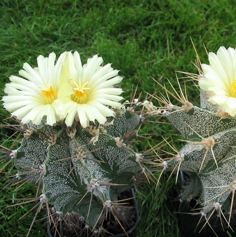  Astrophytum Ornatum Hybrid Monk Hood Cactus Plant