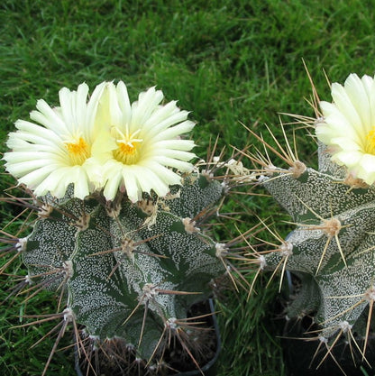  Astrophytum Ornatum Hybrid Monk Hood Cactus Plant