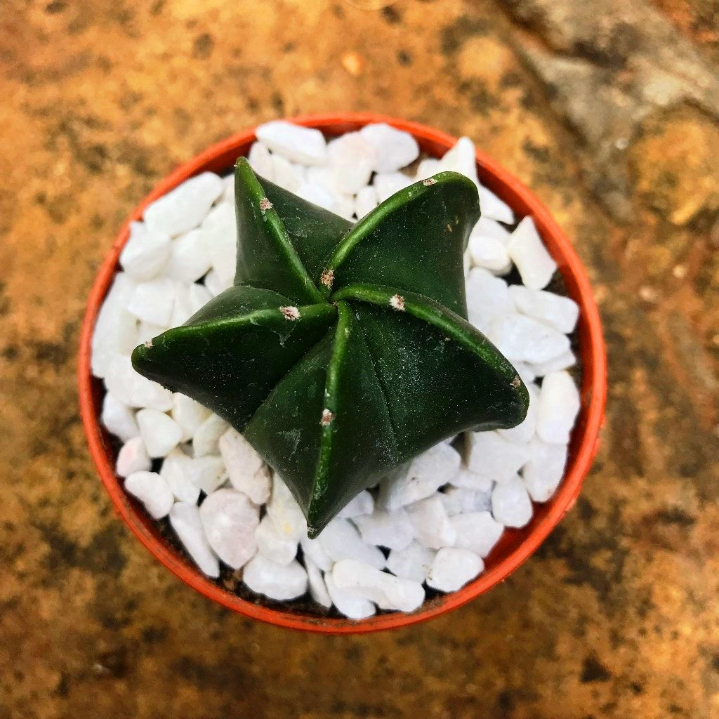  Astrophytum Myriostigma Var. Nudum Bishops Miter Cactus Plant