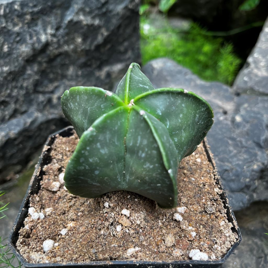  Astrophytum Myriostigma Var. Nudum Bishops Miter Cactus Plant