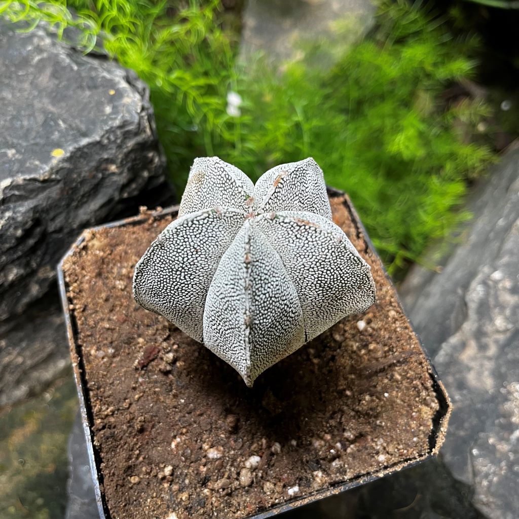  Astrophytum Myriostigma Cv. Onzuka Cactus Plant