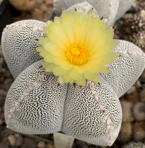  Astrophytum Myriostigma Cv. Onzuka Cactus Plant