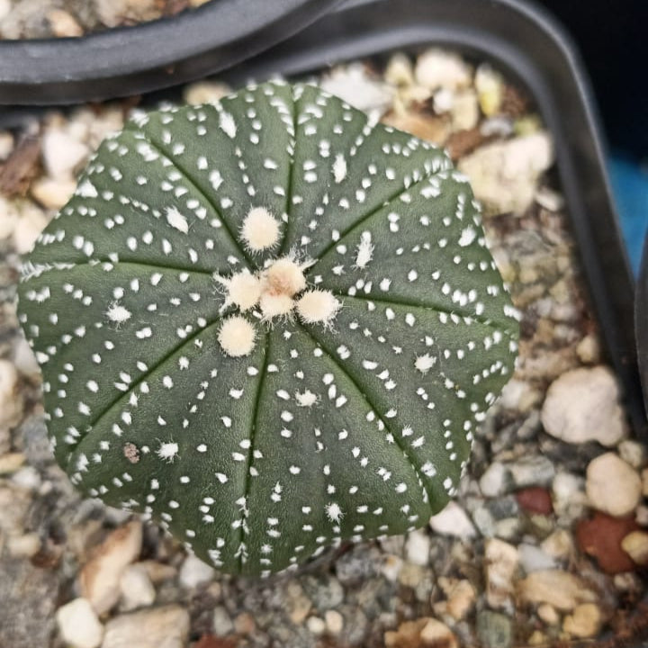  Astrophytum Asteria Sand Dollar Cactus Plant
