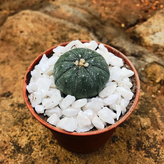  Astrophytum Asteria Sand Dollar Cactus Plant