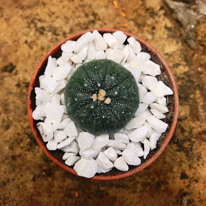  Astrophytum Asteria Sand Dollar Cactus Plant