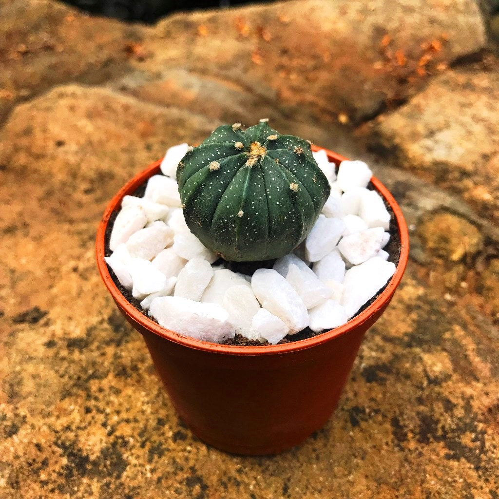  Astrophytum Asterias Hybrid Cactus Plant