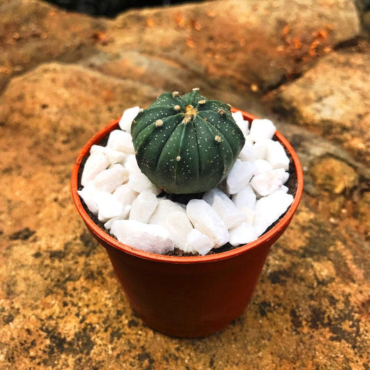  Astrophytum Asterias Hybrid Cactus Plant