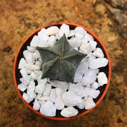  Astrophytum Myriostigma Bishops Cap Cactus Plant