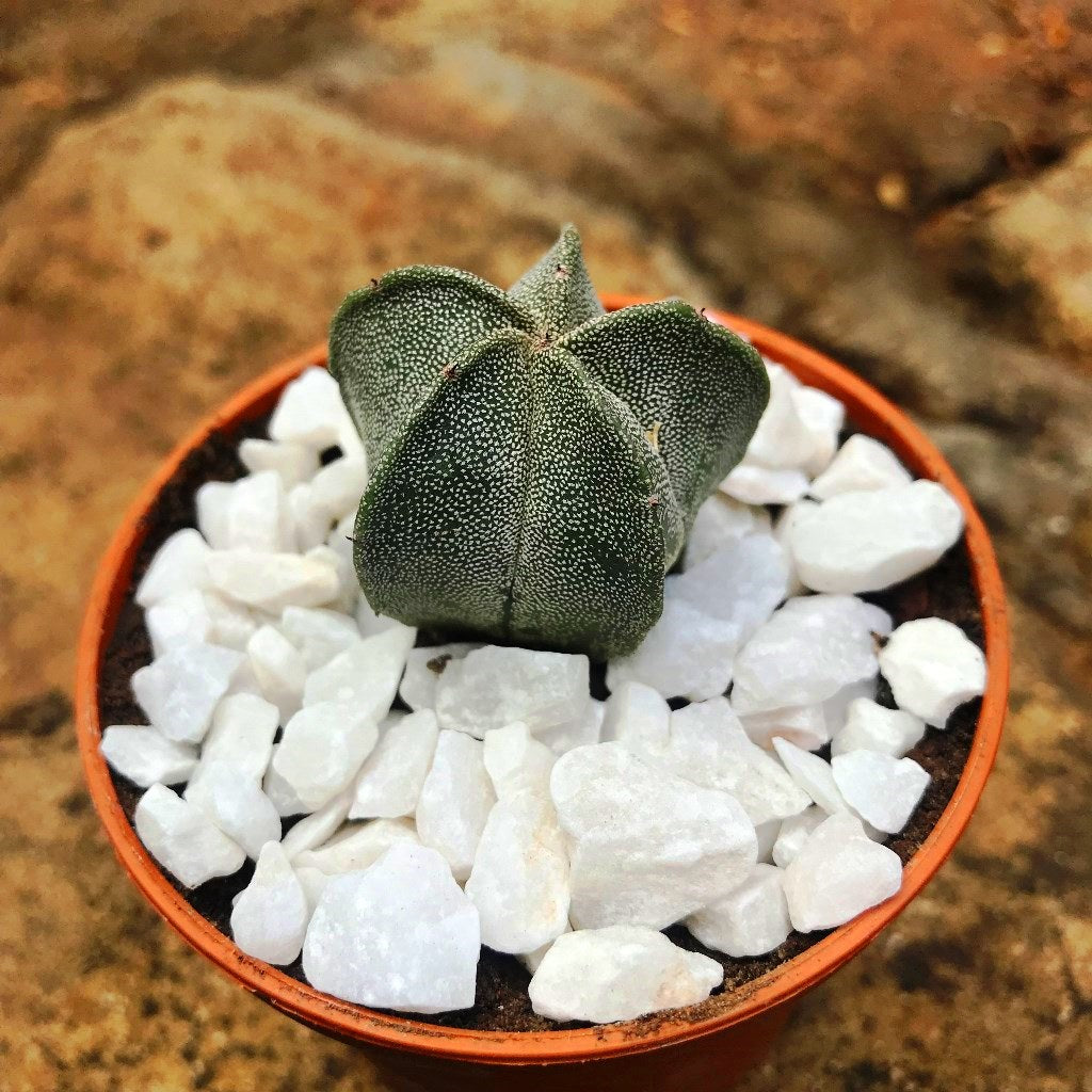  Astrophytum Myriostigma Bishops Cap Cactus Plant