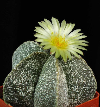  Astrophytum Myriostigma Bishops Cap Cactus Plant