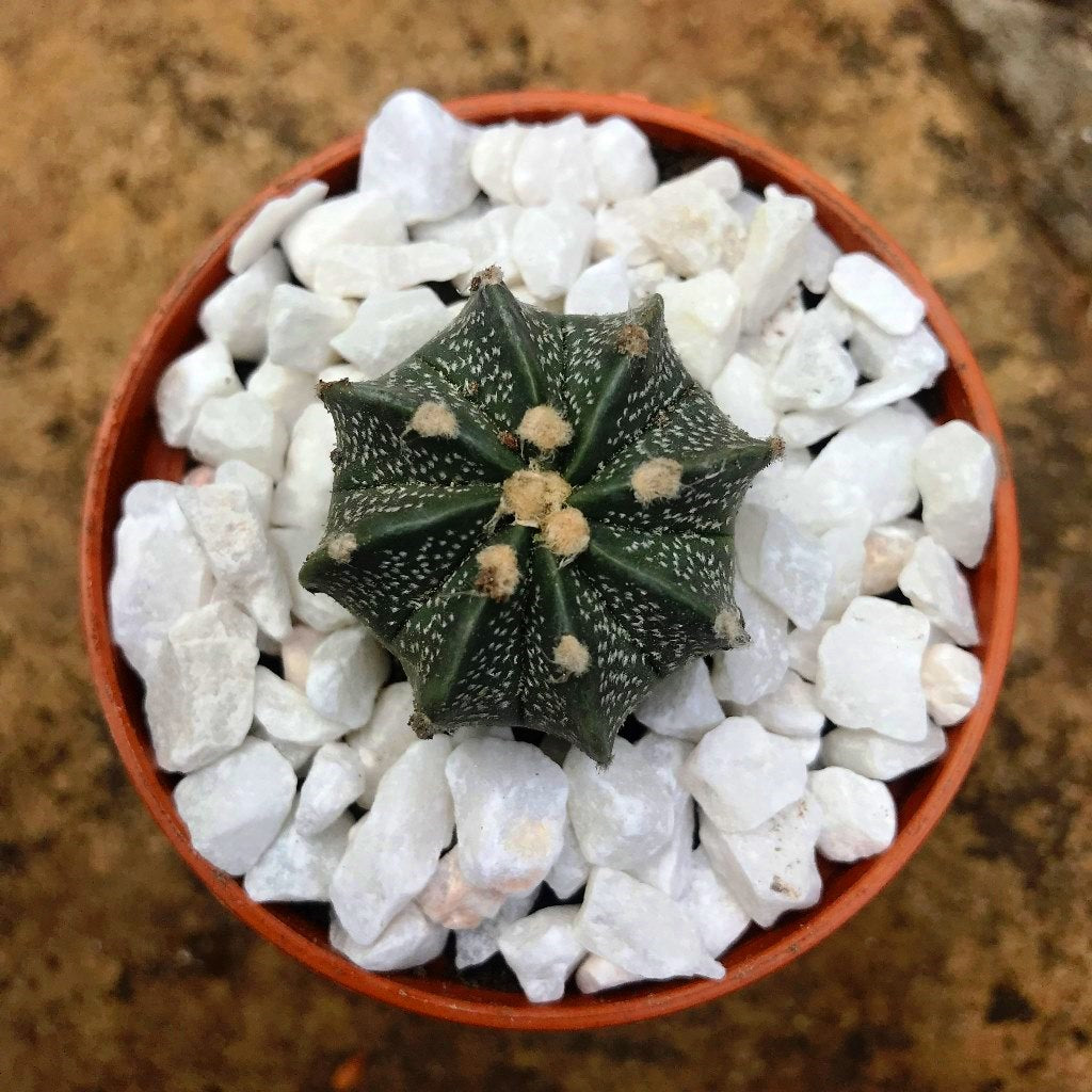  Astrophytum Ornatum Hybrid Monk Hood Cactus Plant