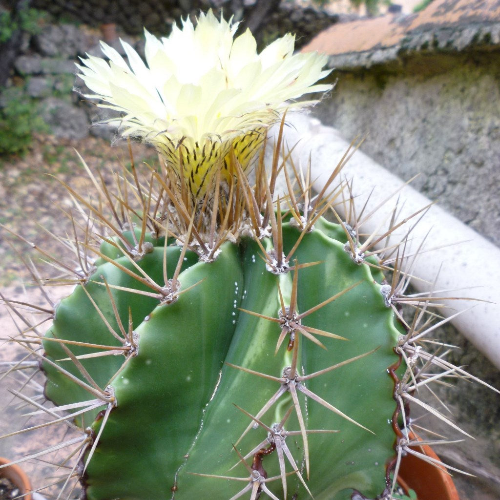  Astrophytum Ornatum F Nudum Monk Hood Cactus Plant