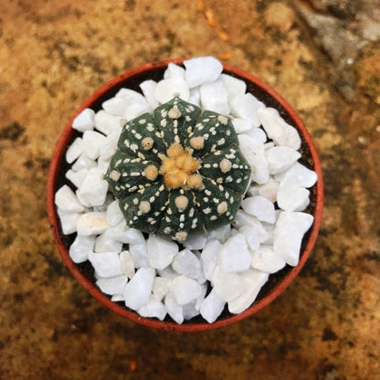 Astrophytum Asterias Super Kabuto Cactus Plant