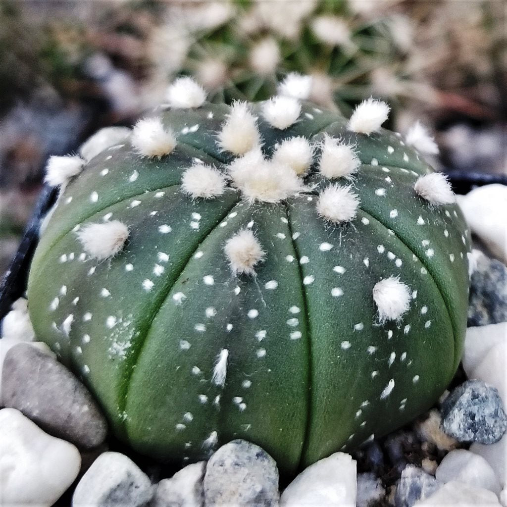  Astrophytum Asteria Sand Dollar Cactus Plant